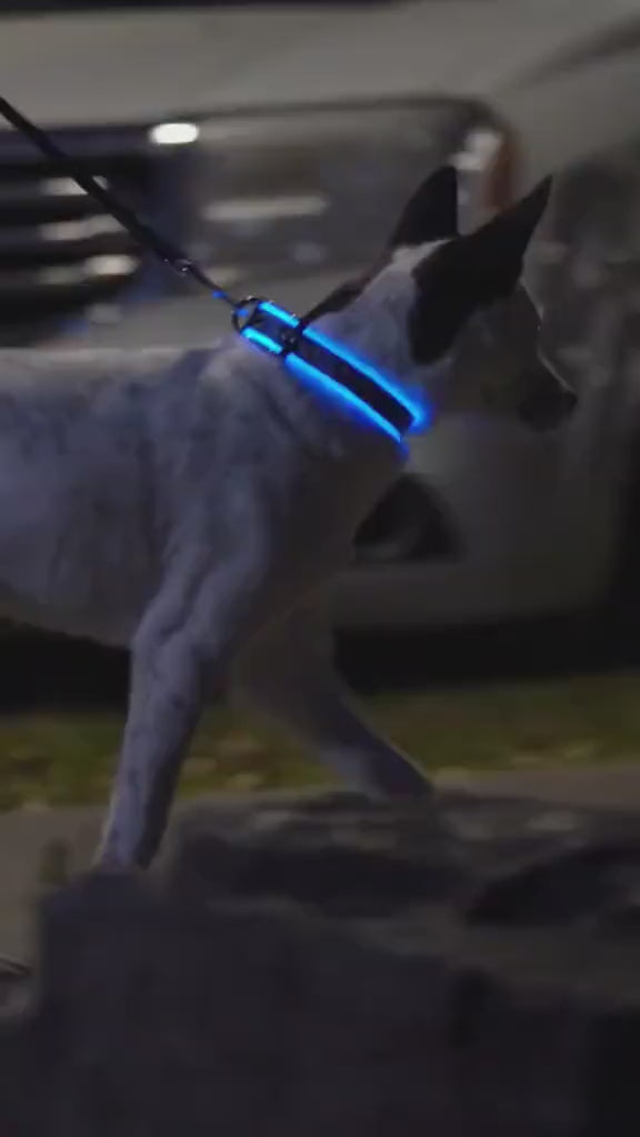 Safety LED Dog Collar